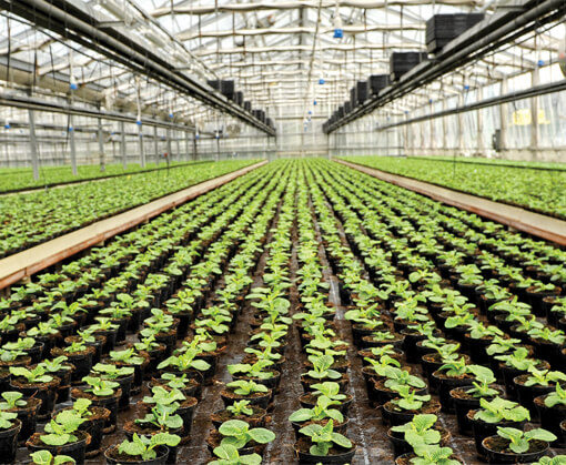grow facility