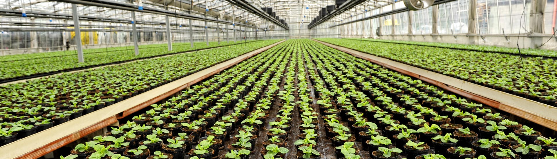 Greenhouse Humidity Control