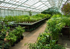 greenhouse