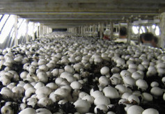 mushroom farms